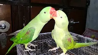 kashmiri raw  Talking Parrot | #Parrot #Bird #Cute #TalkingParrot #Parakeet #Alexandrine