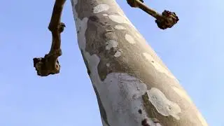 краснодар 2020