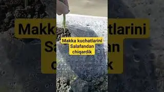 Makka kuchatlarini salafandan chiqarish jarayoni