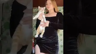 lucu kucingnya😽#shorts #youtubeshorts #tiktok #fyp #short #youtubeshort #viralshorts #youtube #hot