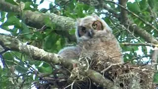 Great Horned Owlets in Nest 1