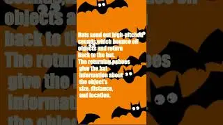 Bats and Echolocation 🔊 