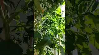 Выращивайте томаты дома!