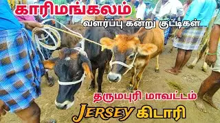 காரிமங்கலம் மாட்டு சந்தை வளர்ப்பு கன்று குட்டிகள் தருமபுரி மாவட்டம்