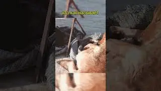 Ностальгия по селу! Базарный день.