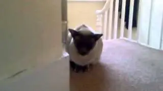 Moanyface - Siamese does not like new kitten