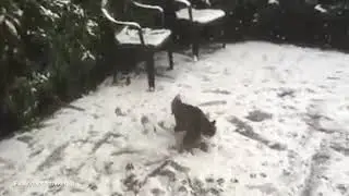 Watch Hercules the Cat Try to Catch Falling Snow – Without Much Luck!