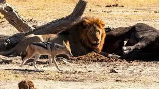 Marsh Pride eating an adult buffalo - Savuti, Botswana