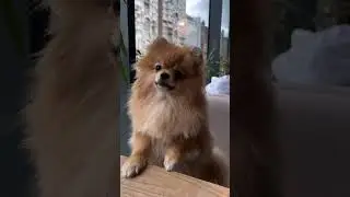 Это собака это моя дочка