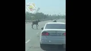 Возле уфимской "Планеты" встретили лосей