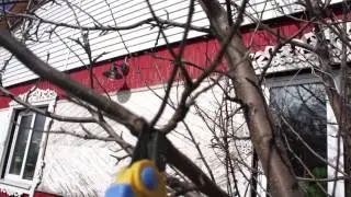 Уроки Щедрого агронома. Как черенковать яблоню и грушу