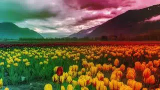 1h of gradient Tulip field