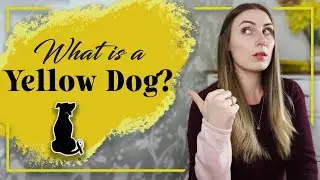 MUST KNOW - What is a Yellow Dog?!
