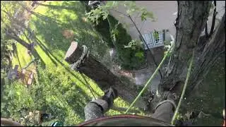 rigging down a silver maple