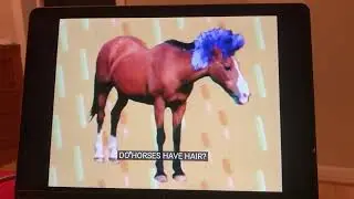 Elmo’s World Hair Quizzes