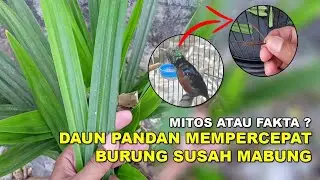 Mitos Atau Fakta❓Daun Pandan Atasi Burung Konin Susah Mabung