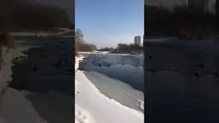 Акита-ину запутался в деревьях, пока утки плыли по реке :)