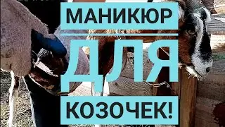 Как подстричь копыта козе