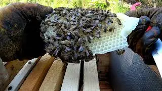 How to transplant a swarm of bees into a hive Beekeeping for beginners