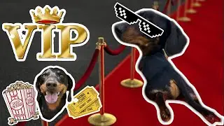 HOW TO GET A PUPPY INTO V.I.P! 🎥