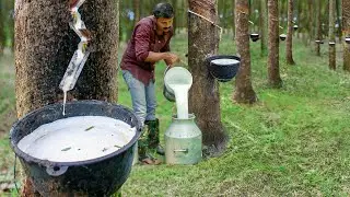 Amazing Way They Harvest Tons of Fresh Liquid Latex From Rubber Trees