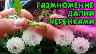 HOW TO PROPAGATE DAHLIAS WITH GREEN CUTTINGS IN SPRING AT HOME, HOW TO PROPAGATE DALIA