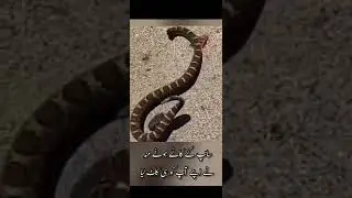 Snake Kay Katy sir nay khud ko he Kat diya || 