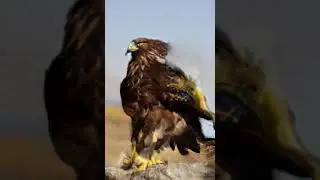 БерКуТ #Golden Eagle #a  #прикол