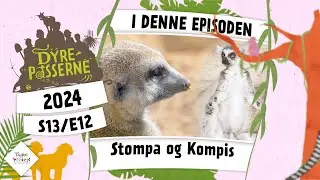 Stompa og Kompis | Dyrepasserne 2024