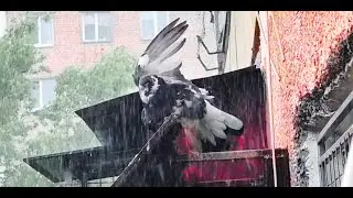Как купаются голуби под дождем.