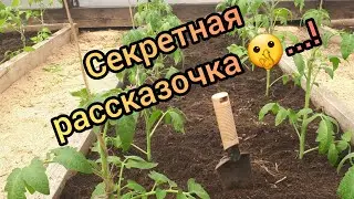 Высаживаю томаты, делюсь опытом!