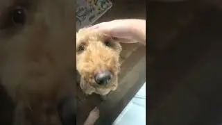 So cute I’m angry 😡😡😡😡😤😤😤 #dog #memes #funny #pets #cuteness #cute