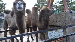 Всем тёплый верблюжий привет из парка Тайган!