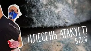 Mold attacks – summer season. Vlog