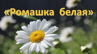 Ромашка белая