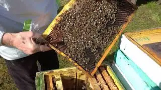 За зиму відійшла третина бджіл