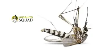 Noseeum Bites vs. Mosquito Bites - What's the difference?