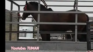 Horses Horse market Urus-Martan, Chechnya.