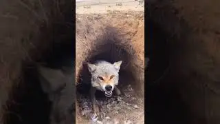 Волчья нора