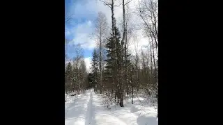 Февральская прогулка по леса.
