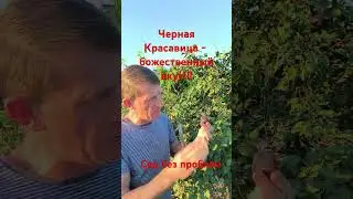 Обзор Черной Красавицы!!!