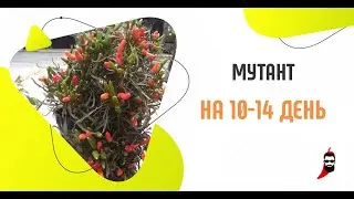 Острый перец Candlelight Mutant на 10 14 день