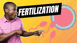 Fertilization of the Sperm and Egg in Humans - How babies are made!