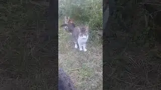 Tiempo con mis bebés... 🥰🐈🐈🐩🐈🐈🐈🐈🐈‍⬛🐈