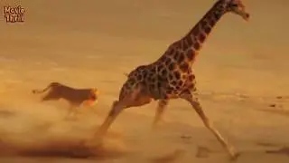 10 Lions VS Giraffe