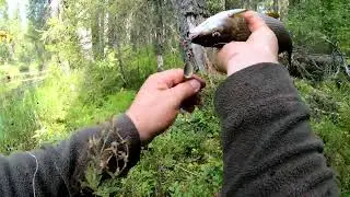 В поисках хариуса. День первый. Болт.