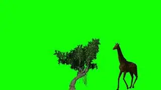 copyright free Cartoon Green Screen Animation Giraffe Walking  Running Green Video 