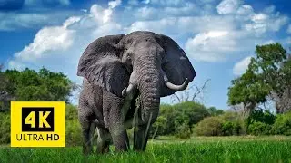 Wonderful Wildlife Surrounding 4k | Deep Relaxation Music | Deep Calming Music