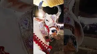 Heavyweight Bull 🐂😱 || Eid Ul Adha 2024 #cow #animal #cattles #cow-Qurbani #religion #viral #shorts