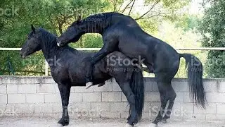 📹 📹 Horse Mating New Video ll Rare Wild Activity ll Horse Breeding video
